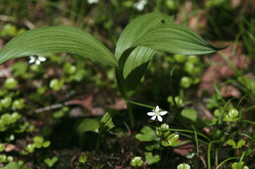 梅雨のさなか、しっとりとした空気に満ちた森の中。物の怪のささやきが聞こえてくる。
私は一人、昼でも薄暗い森の中に入っていった。人の気配はない、鳥のさえずりが優しく聞こえてくる。時折、木洩れ日が私の顔を照らす。ふかふかのコケにそっと触れてみる。しっとりと手のひらに程よい冷たさが伝わってきた。安堵感。やっぱり森の中がいい。私の居場所。
