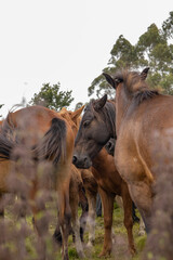 Obraz na płótnie Canvas Raba das bestas sabucedo caballos salvajes galicia 2023