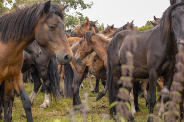 Raba das bestas sabucedo caballos salvajes galicia 2023