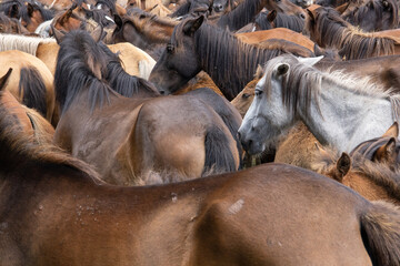 Raba das bestas sabucedo caballos salvajes galicia 2023