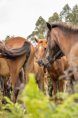 Raba das bestas sabucedo caballos salvajes galicia 2023