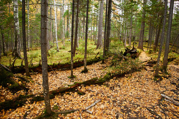 Autumn forest. Yellow fallen leaves, moss on fallen trees and stumps. 