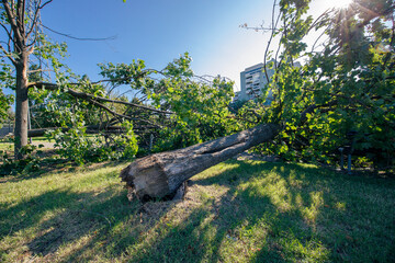 Milan, Italy - July 25, 2023: Street view of Milano, fallen trees and damages are visible after a...