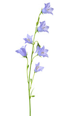 bluebell flower, isolated on a white background