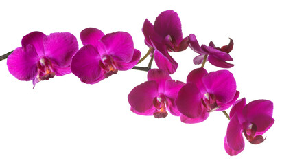 twig of dark purple phalaenopsis orchid isolated on white background