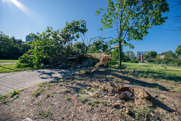 Milan, Italy - July 25, 2023: Street view of Milano, fallen trees and damages are visible after a violent storm on the city. - 627651174