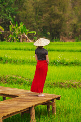 Obraz premium Rice Field in Luang Probang Laos