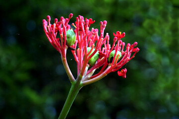Jatropha podagrica (Buddha Belly plant) Bloom