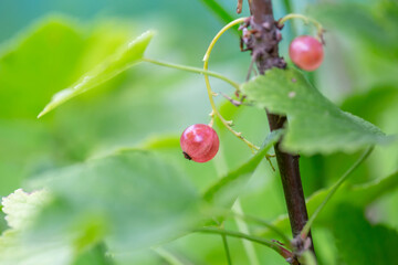 Pink berries of currant on a green background on a summer day macro photography. Ripe berries of a pink currant hanging on a branch of a bush close-up photo in the summertime.	