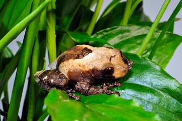 Pied warty frog // Flechtenmoosfrosch (Theloderma asperum)
