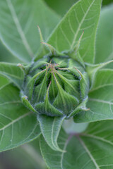 Sunflower bud close-up photo on a summer sunny day. Blooming sunflower in summer time close-up photo.