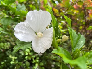 white rose flower