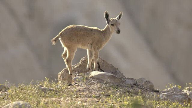 Nubian Ibex (Capra nubiana) kids in the Negev Desert