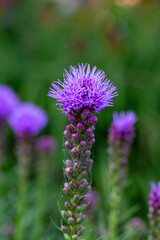 Blossom purple liatris flower on a green background on a sunny summer day macro photography.  Blazing star flower with fluffy violet petals close-up photo in summertime.