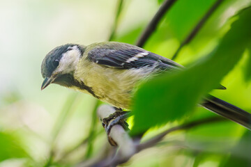 Fototapeta premium Little tit flew in to pose