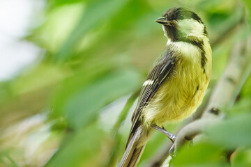 Little tit flew in to pose