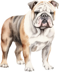 English bulldog watercolour illustration created with Generative AI technology