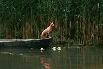dog on the boat. Little pet adventure. American Hairless Terrier travels in nature