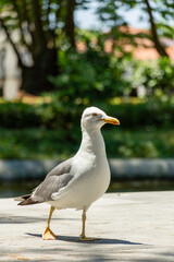 Yellow-legged gull (Larus michahellis) in a public park during summer in Porto, Portugal.