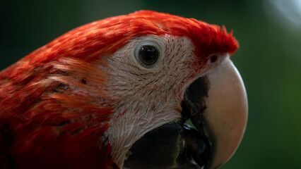 Vibrant Feathers: Close-Up of Red and White Parrot Head