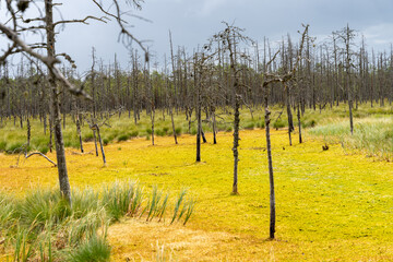 Landscape of Luhasoo bog in Estonia