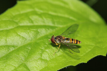 natural eupeodes flower fly photo