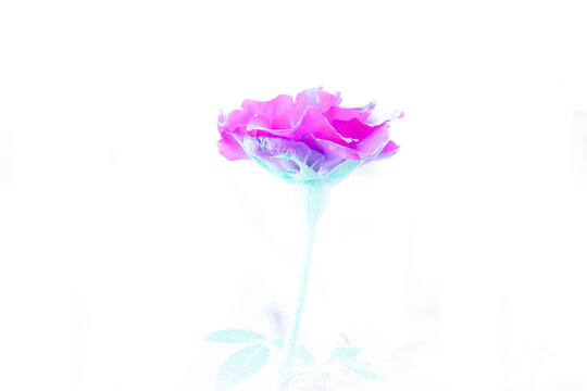 A rose with neon colors. Uv illuminated red rose isolated on white background.