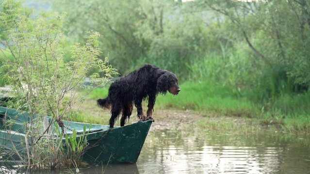 black dog on the boat. Little pet adventure. Gordon setter in nature