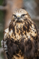 Portrait of Rough Legged Hawk, Grizzly  Wolf Discovery Centre, Yellowstone National Park.