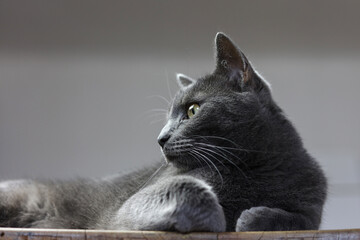 a portrait of a silver british cat on the table