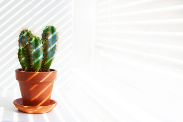 Cactus on a white background in a pot. The plant is standing on the windowsill. Shadow of the blinds. Gobo mask in the form of blinds.