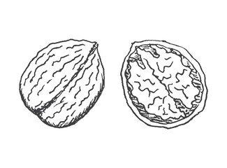 Walnut Line Art hand drawn. Vector Illustration isolated.
