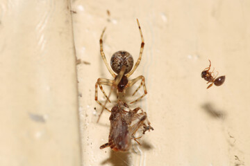 natural tetragnatha extensa spider macro photo