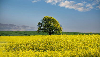 Canola field and a tree