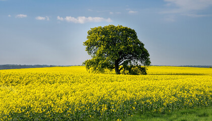 Canola field and a tree