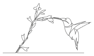 Continuous line hummingbird minimalism  .white background for decorative element.Doodle vector illustration Line art, outline. concept for logo,flyer,poster Single line art vector design illustration
