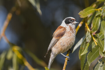 Eurasian penduline tit (Remiz pendulinus) sits on the willow branch in the summer morning. European penduline tit close-up portrait.