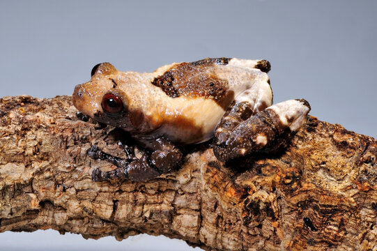 Pied warty frog // Flechtenmoosfrosch (Theloderma asperum)