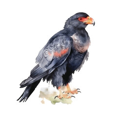 Fototapeta premium Bateleur Eagle watercolor paint