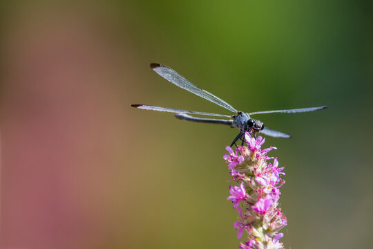 Oriental damselfly with blue colours isolated on green, purple  and yellow background of nature. Blue damselfly. Epallage fatime.