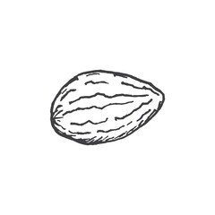 Almond nut hand drawn illustration.