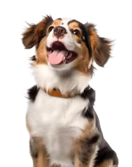 Foto op Plexiglas excited Nederlandse kooikerhanje dog on isolated background, generative ai © FP Creative Stock