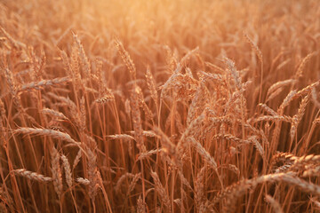 field of ripe golden wheat at sunset
