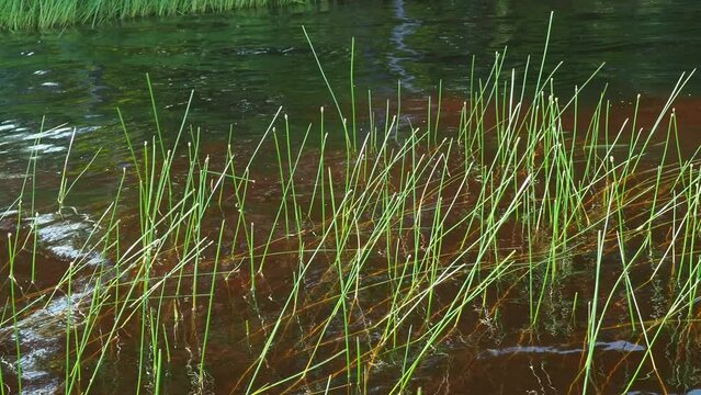 Marsh bog Eleocharis palustris is a species of herbaceous plants of the genus Bolotnitsa Eleocharis of the sedge family Cyperaceae. Numerous stems. Lososinnoye lake, Karelia. Bogging of a reservoir.
