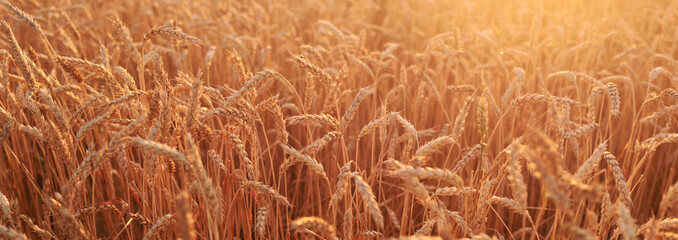 field of ripe golden wheat at sunset. horizontal banner