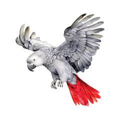 Fototapeta na wymiar African Grey Parrot watercolor paint 