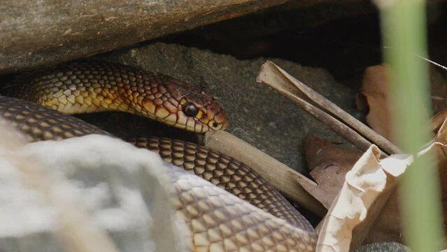 A Caspian whipsnake (Dolichophis caspius) the largest snake in Europe, motionless at rest in its hide between some boulders