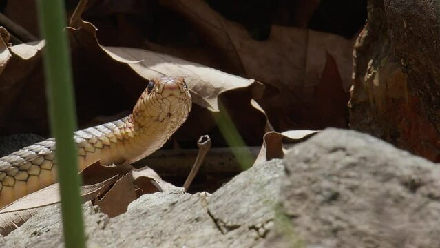 Caspian whipsnake (Dolichophis caspius) the largest snake in Europe emerged from its rest to warm itself iin the sun