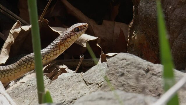 Caspian whipsnake (Dolichophis caspius) the largest snake in Europe emerges from its rest between some boulders to survey the area.