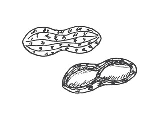 Peanuts, groundnut hand drawn illustration